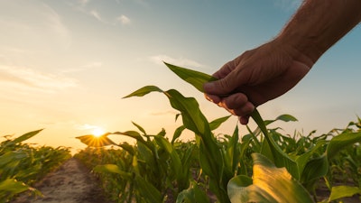 Corn Growing Ethanol Istock
