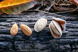 Yorizane, a self-pollinating almond developed by ARS-USDA, has outstanding flavor and an excellent crunch.