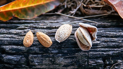Yorizane, a self-pollinating almond developed by ARS-USDA, has outstanding flavor and an excellent crunch.