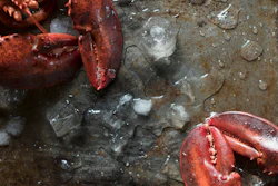 Lobster I Stock 966172050