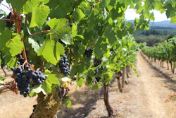 Oregon State's Woodhall Vineyard.