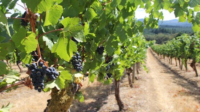 Oregon State's Woodhall Vineyard.