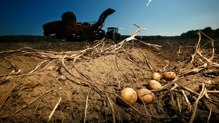 Potatoes await harvesting at Green Thumb Farms, Sept. 27, 2017, in Fryeburg, Maine.