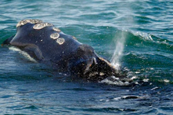 A North Atlantic right whale feeds on the surface of Cape Cod bay off the coast of Plymouth, MA on March 28, 2018.