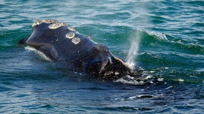 A North Atlantic right whale feeds on the surface of Cape Cod bay off the coast of Plymouth, MA on March 28, 2018.
