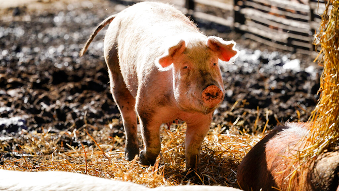 A hog walks in a holding pen on the Ron Mardesen farm on Dec. 2, 2021, near Elliott, Iowa.