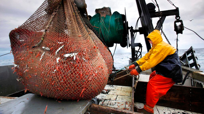 In this Jan. 6, 2012 photo, James Rich maneuvers a bulging net full of northern shrimp caught in the Gulf of Maine.