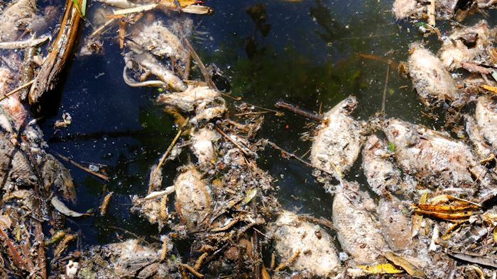 Dead, decomposing fish float in Las Villas river, which feeds the San Onofre reservoir in Ayotlan, Mexico on Dec. 9, 2021.