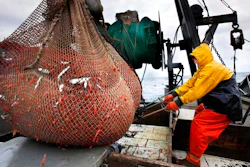 In this Jan. 6, 2012 photo, James Rich maneuvers a bulging net full of northern shrimp caught in the Gulf of Maine.
