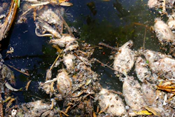 Dead, decomposing fish float in Las Villas river, which feeds the San Onofre reservoir in Ayotlan, Mexico on Dec. 9, 2021.
