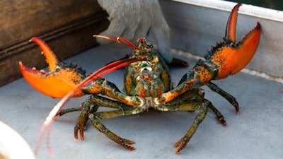 A lobster rears its claws after being caught off Spruce Head, Maine on Aug. 31, 2021.