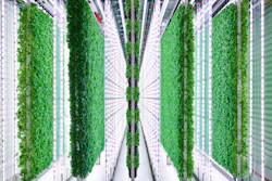 This undated photo provided by Walmart via Plenty, shows the Plenty Farms South San Francisco grow room.