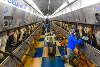 Farm workers milk dairy cows in the milking parlor at the Welcome Stock Farms on Jan. 25, 2022 in Schuylerville, NY.
