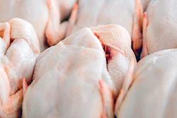 Chicken I Stock 497680194