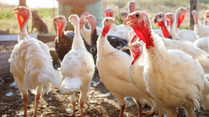 Avian Flu Found in Birds at Southern Indiana Turkey Farm | Food  Manufacturing