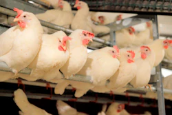 This 2017 photo shows cage-free chickens on a Versova farm in Iowa.