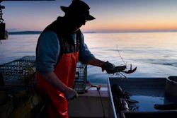 Max Oliver moves a lobster to the banding table aboard his boat while fishing off Spruce Head, Maine on Aug. 31, 2021.