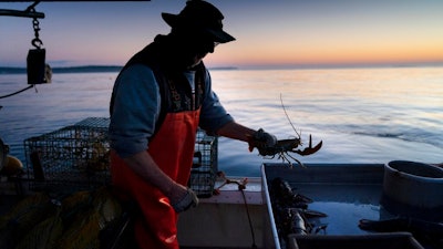 Max Oliver moves a lobster to the banding table aboard his boat while fishing off Spruce Head, Maine on Aug. 31, 2021.