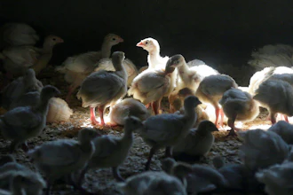 A flock of young turkeys stand in a barn at the Moline family turkey farm after the Mason, Iowa farm was restocked on Aug. 10, 2015.