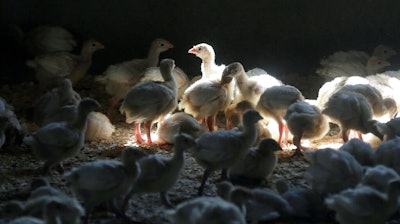 A flock of young turkeys stand in a barn at the Moline family turkey farm after the Mason, Iowa farm was restocked on Aug. 10, 2015.