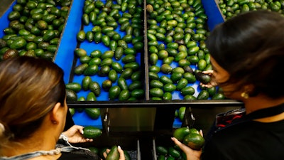 A worker selects avocados at a packing plant in Uruapan, Mexico on Feb. 16, 2022.