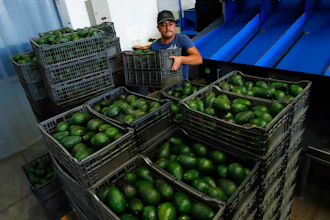 A worker stacks crates of avocados at a packing plant in Uruapan, Mexico on Feb. 16, 2022.