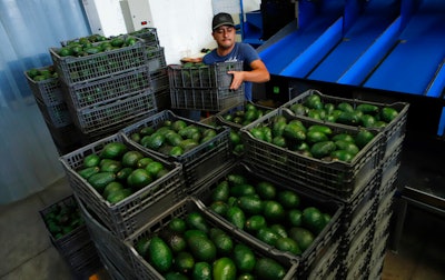 A worker stacks crates of avocados at a packing plant in Uruapan, Mexico on Feb. 16, 2022.