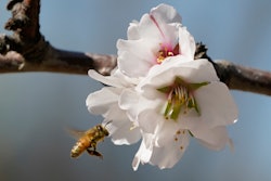 A bee approaches an almond blossom in an orchard near Woodland, Calif., Feb. 17, 2022.