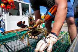 In this May 29, 2020 photo, Eric Pray unpacks a lobster on a wharf in Portland, Maine.