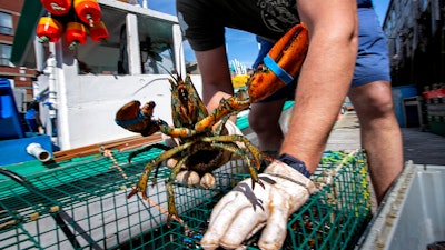 In this May 29, 2020 photo, Eric Pray unpacks a lobster on a wharf in Portland, Maine.
