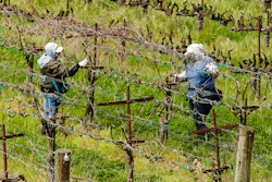 Workers keep their distance from each others they work at a vineyard in Clarksburg, CA on March 24, 2020.