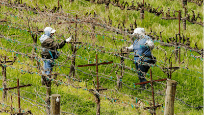 Workers keep their distance from each others they work at a vineyard in Clarksburg, CA on March 24, 2020.