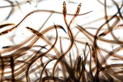 Baby eels swim in a tank after being caught in the Penobscot River in Brewer, Maine on May 15, 2021.