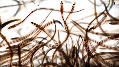 Baby eels swim in a tank after being caught in the Penobscot River in Brewer, Maine on May 15, 2021.