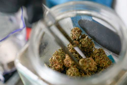 An employee at the Good Leaf Dispensary measures out marijuana for a customer on the reservation Mohawks call Akwesasne, March 14, 2022, St. Regis, N.Y.