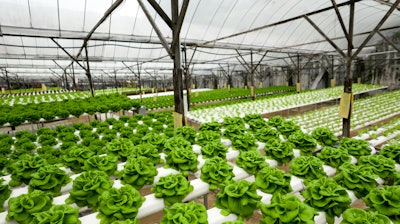 Food Production In Hydroponic Plant, Lettuce 615420436 1369x770