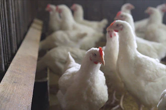 Indoors Chicken Farm, Chicken Feeding Broilers In The Barn 1197330374 1369x770 (1)