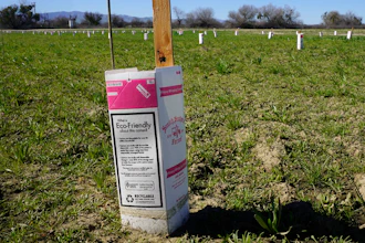 A milk carton protects a new planting from herbicide spraying at the Dos Rios Ranch Preserve, Modesto, Calif., Feb. 16, 2022.