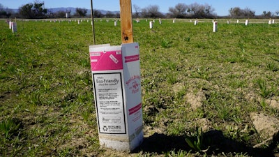 A milk carton protects a new planting from herbicide spraying at the Dos Rios Ranch Preserve, Modesto, Calif., Feb. 16, 2022.