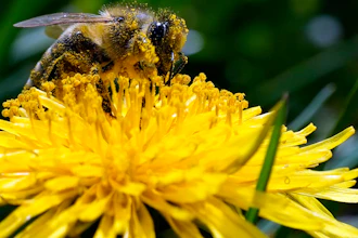 A bee searches for pollen on a flower during a sunny spring day, Belgrade, Serbia, April 8, 2022.