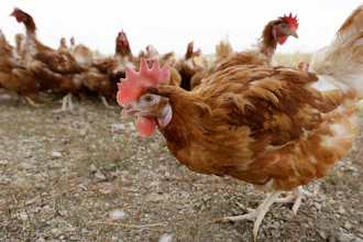 Chickens at an organic farm near Waukon, Iowa, Oct. 21, 2015.