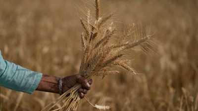 A woman harvests wheat on the outskirts of Jammu, India, April 28, 2022.