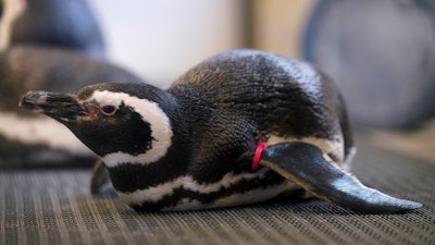 A Magellan penguin rests in its enclosure at the Blank Park Zoo, Tuesday, April 5, 2022, in Des Moines, Iowa. Zoos across North America are moving their birds indoors and away from people and wildlife as they try to protect them from the highly contagious and potentially deadly avian influenza. Penguins may be the only birds visitors to many zoos can see right now, because they already are kept inside and usually protected behind glass in their exhibits, making it harder for the bird flu to reach them.