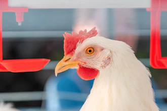 Chicken Istock
