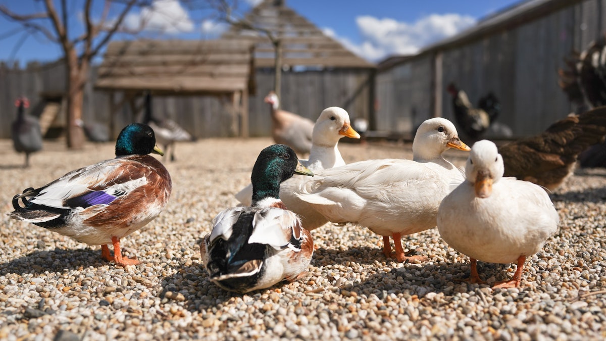 Bird Flu Found at 2nd Indiana Duck Farm | Food Manufacturing