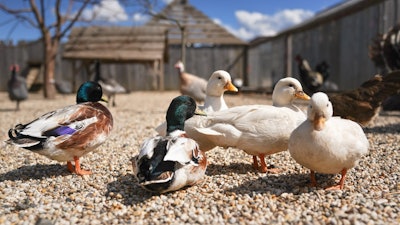Duck Farm I Stock 1290334487