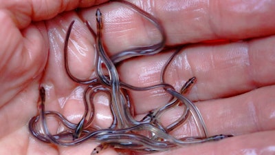 A fisherman holds baby eels, also known as elvers, in Brewer, Maine, on May 25, 2017. Elvers are one of the most lucrative wild fish species in the U.S. Maine is the only state in the country with a sizeable baby eel fishing industry, and the price for the tiny fish is back up to pre-pandemic levels in the spring of 2022.