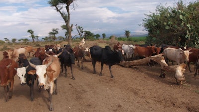 Livestock in Ethiopia.