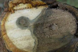 A tree with Thousand Canker Disease.