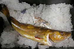 A cod fish sits on ice at the Portland Fish Exchange, in Portland, Maine. A U.S. ban on seafood imports from Russia over its invasion of Ukraine was supposed to sap billions of dollars from Vladimir Putin’s war machine. But shortcomings in import regulations means that Russian-caught pollock, salmon and crab are likely to enter the U.S. anyway, by way of the country vital to seafood supply chains across the world: China.